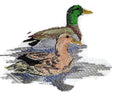 Swimming Mallard Pair (5" x 3.6") embroidered iron-on patch