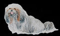 Lhasa Apso (4.5" x 4.2") embroidered iron-on patch