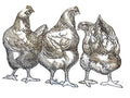Chicken Butt Trio (9.16" x 6.85") embroidered iron-on patch