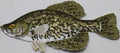Crappie (6" x 5") embroidered iron-on patch