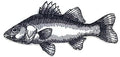 White Perch Fish (5" x 2.5") embroidered iron-on patch