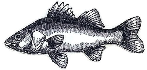 Nature's Bounty Beautiful Custom Fish Sketch [White Perch Fish ] Embroidered Iron On/Sew Patch (5" x 2.5") Made in USA