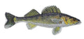 Walleye Fish embroidered iron-on patch