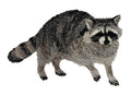 Beyond Vision Raccoon / (4.57" x 3.08") embroidered iron-on patch