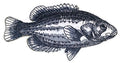 Rock Bass Fish (5" x 2.88") embroidered iron-on patch
