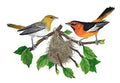Nature Weaved in Threads, Birds Kingdom Bullock's Orioles and Nest [] / (10.55" x 6.89") [] embroidered iron-on patch