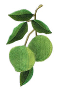 Fruit Cameo - Lime [] / (4" x 6.7") [] embroidered iron-on patch