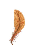 Rustic Brown Feather (5" x 1.5") embroidered iron-on patch