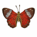 Harlequin Metalmark Butterfly – Vibrant Nature Applique, 4.2" x 2.9", embroidered iron-on patch