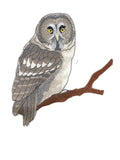 Beyond Vision Birds [Great Grey Owl] / (5.78" x 6.29") embroidered iron-on patch