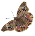 Common Buckeye Butterflies (4.28" x 3.37") embroidered iron-on patch