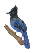 Steller's Jay on Branch / (4.1" x 6.83") [] by BeyondVIsion embroidered iron-on patch
