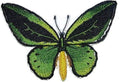 Common Green Birdwing Butterfly (4.2" x 2.67") embroidered iron-on patch