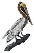 BeyondVision Nature Weaved in Threads, Birds Kingdom [Brown Pelican ] [] / (7" x 4.5") [] embroidered iron-on patch