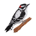 Clean woodpecker-on-branch photo