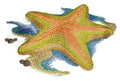 Starfish Shore (6.83" x 4.22") embroidered iron-on patch