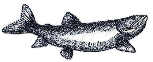 Nature's Bounty Beautiful Custom Fish Sketch [Lake Trout Fish ] Embroidered Iron On/Sew Patch (5" x 2") Made in USA]