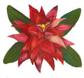 Tropical Flower Bromeliad in Watercolor (6" x 6.66") embroidered iron-on patch