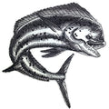 Mahi Mahi Fish (5.66" x 6") embroidered iron-on patch