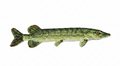 Northern Pike fish embroidered patch on a white background